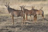 Botswana, Namibie, Zambie - Parc de Mahango - Antilopes rouannes