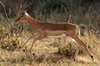 Botswana, Namibie, Zambie - Parc de Mahango - Impala mâle