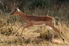 Botswana, Namibie, Zambie - Parc de Mahango - Impala mle