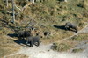 Botswana, Namibie, Zambie - Survol du delta - Eléphants