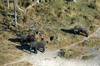 Botswana, Namibie, Zambie - Survol du delta - Elphants