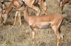 Botswana, Namibie, Zambie - Parc de Moremi - Jeune impala