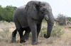Botswana, Namibie, Zambie - Parc de Moremi - Vieil lphant mle bless  la patte