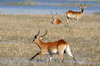 Botswana, Namibie, Zambie - Parc de Moremi - Cobe lechwe mâle