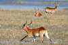 Botswana, Namibie, Zambie - Parc de Moremi - Cobe lechwe mle