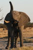 Botswana, Namibie, Zambie - Parc de Chobe (Savuti) - Salut de l'�l�phant