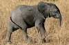 Botswana, Namibie, Zambie - Parc de Chobe Nord - Très jeune éléphanteau