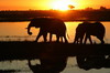 Botswana, Namibie, Zambie - Parc de Chobe Nord - Eléphants devant le soleil couchant