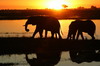 Botswana, Namibie, Zambie - Parc de Chobe Nord - Elphants devant le soleil couchant