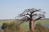Botswana, Namibie, Zambie - Rivière Chobe - Baobab