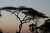 Botswana, Namibie, Zambie - Delta de l'Okavango - Acacia parasol