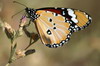 Botswana, Namibie, Zambie - Delta de l'Okavango - Papillon monarque