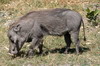 Botswana, Namibie, Zambie - Parc de Moremi - Phacochre