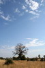 Botswana, Namibie, Zambie - Parc de Mahango - Baobab