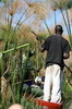 Botswana, Namibie, Zambie - Delta de l'Okavango - Passage dans les papyrus
