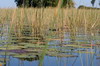 Botswana, Namibie, Zambie - Delta de l'Okavango - Nnuphars et roseaux