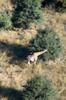 Botswana, Namibie, Zambie - Survol du delta - Girafe