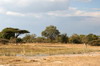 Botswana, Namibie, Zambie - Parc de Moremi - Plaine et forêt de mopanes
