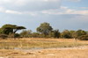 Botswana, Namibie, Zambie - Parc de Moremi - Plaine et fort de mopanes