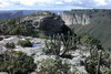 Le Nordeste du Brsil - Chapada Diamantina - La vgtation sur le Pai Inacio