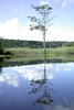 Le Nordeste du Brésil - Chapada Diamantina - Reflets dans le mini Pantanal