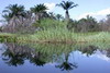 Le Nordeste du Brésil - Chapada Diamantina - Reflets dans le mini Pantanal