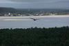 Le Nordeste du Brsil - Praia do Frances - Urubu noir au dessus de la palmeraie