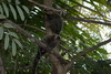 Le Nordeste du Brsil - Praia do Frances - Ouistitis dans le jardin de la pousada