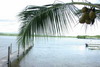 Le Nordeste du Brsil - Praia do Frances - Palme et cocos