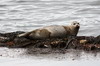 Canada - Sooke (Ile de Vancouver) - Phoque veau-marin