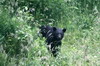 Canada - Sentier ctier Juan de Fuca - Ours noir