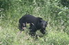 Canada - Sentier ctier Juan de Fuca - Ours noir