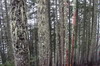 Canada - Randonnée au Lac Garibaldi - Usnée barbue (lichens) sur les troncs