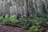 Canada - Randonne au Lac Garibaldi - Sous-bois de conifres