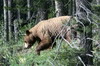 Canada - Lac Louise (PN Banff) - Ours Grizzly