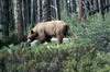 Canada - Lac Louise (PN Banff) - Ours Grizzly