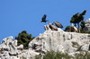 La Crète des bergers - Skalia - Vautours et corbeau