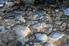 La Crète des bergers - Xerocambos - Trous de rochers remplis de sel