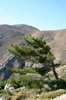 La Crte des bergers - Monte vers Tripti - Arbre sculpt par le vent