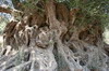 La Crète des bergers - Kavousi - Tronc et racines d'un olivier bi-millénaire