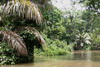 Circuit au Costa-Rica - Parc National de Tortuguero - La végétation au bord des canaux