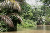 Circuit au Costa-Rica - Parc National de Tortuguero - La vgtation au bord des canaux