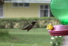 Circuit au Costa-Rica - Volcan Turrialba - Colibri flammule