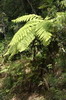 Cuba - La Gran Piedra - Fougère arborescente