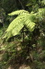 Cuba - La Gran Piedra - Fougre arborescente