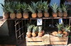 Cuba - Camagüey - Ananas au marché