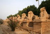 Egypte - Karnak - Alle de sphinx