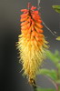 Ethiopie - Falaises de Debre Libanos - Kniphofia