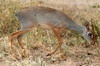 Ethiopie - Parc National d'Awash - Dik-dik