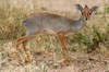 Ethiopie - Parc National d'Awash - Dik-dik